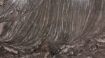 Grey Gurland - Image 2